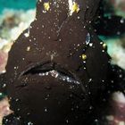 Frogfish wartet auf Beute