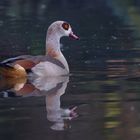 FrogFoto_2024 am 17.4. Nilgans