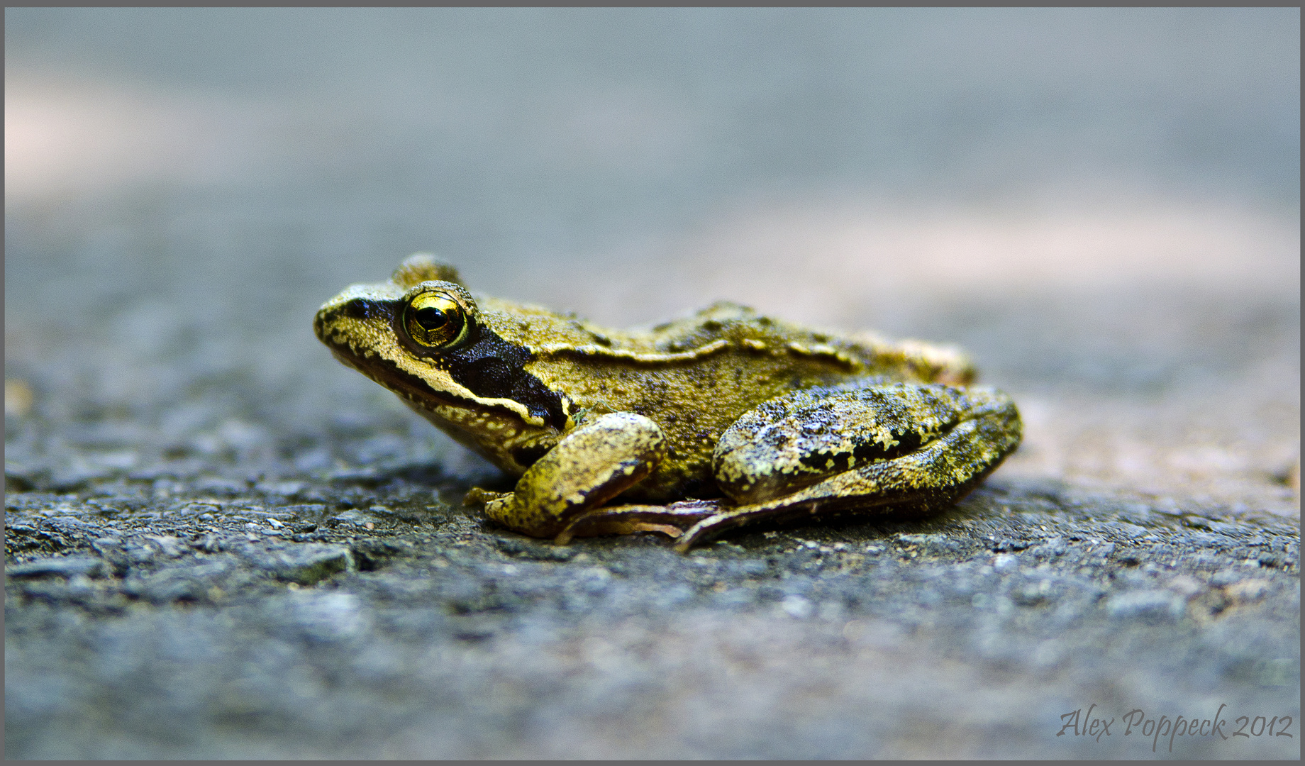 FROGGER