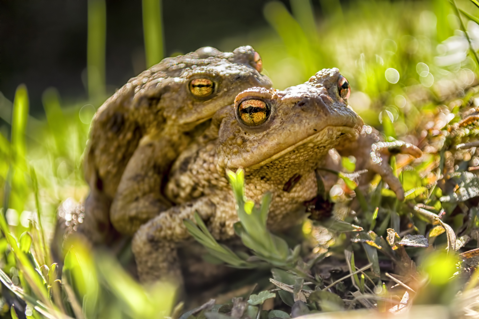 Frogger Sex