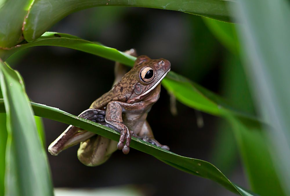 Froggie von Dirk Schuhn 