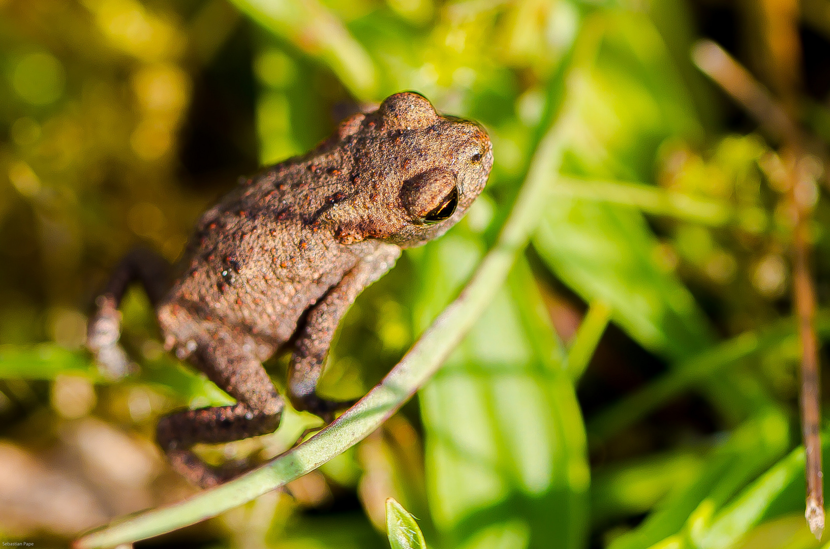 Frogging Foto & Bild tiere, wildlife, amphibien & reptilien Bilder