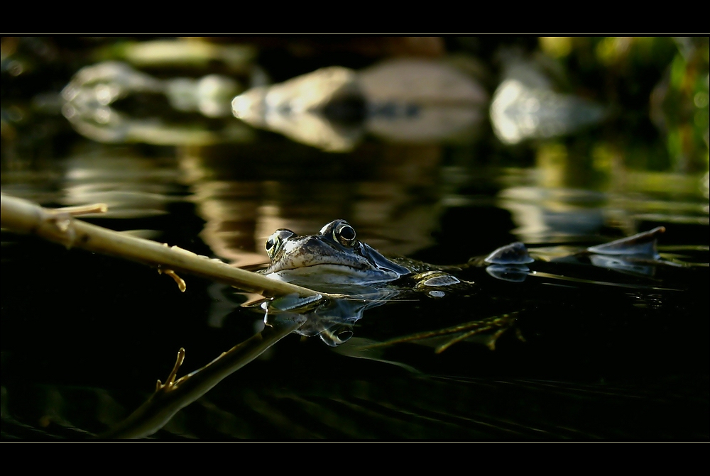 Froggy ...