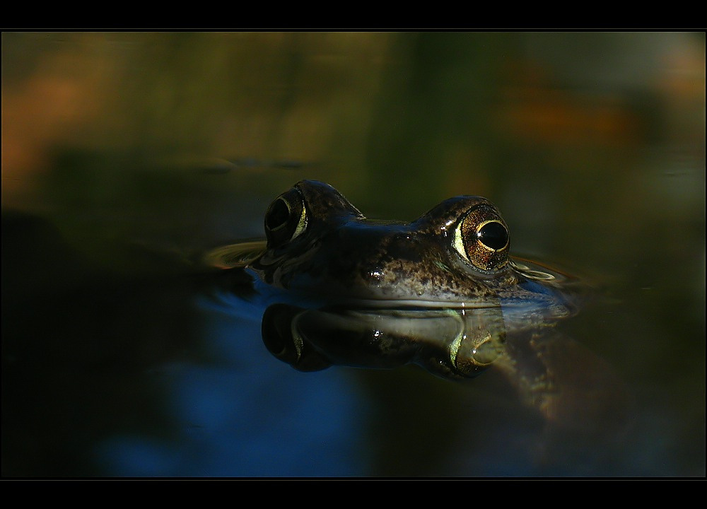 Froggy ...