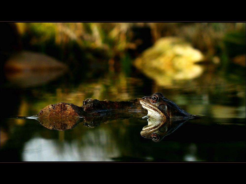 Froggy beim Sonnenbad (re)