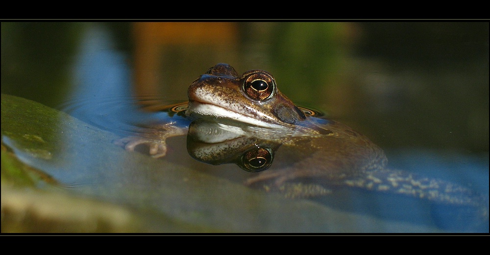 ~Froggy~