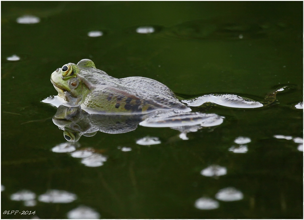 ... Froggy-Day (I) ...