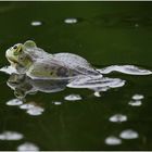 ... Froggy-Day (I) ...