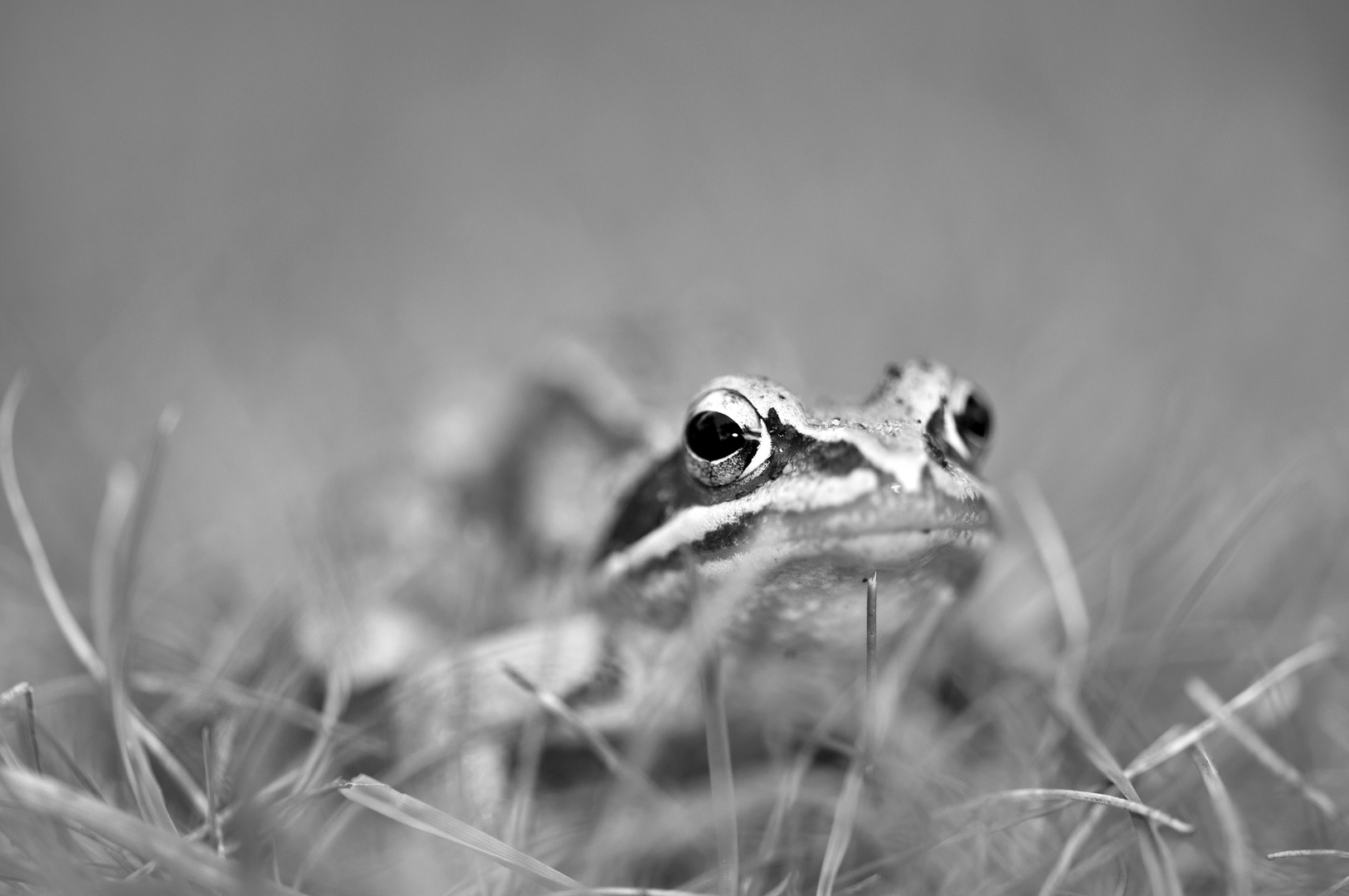 froggy