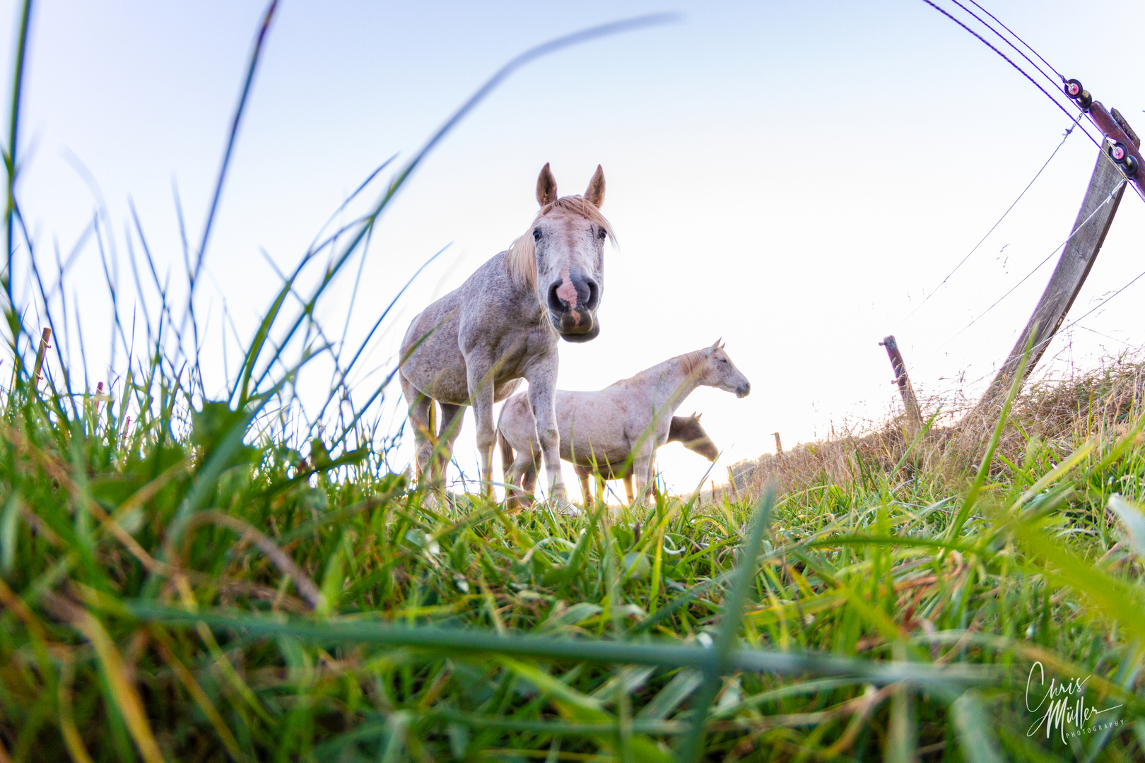 Froggy Horse