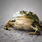 Froggy I