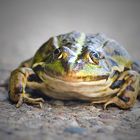 Froggy II