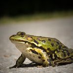 Froggy III