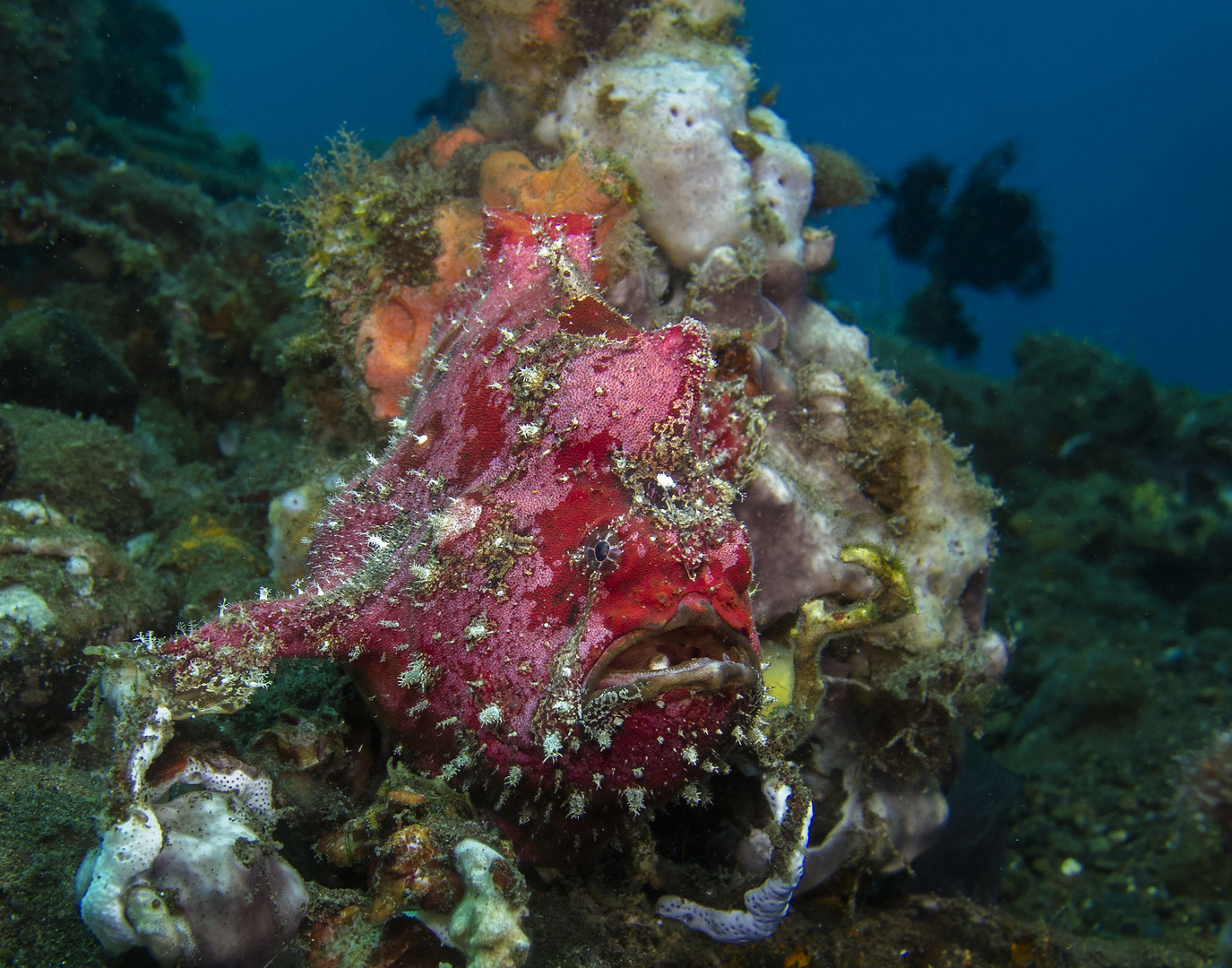 Froggy in Melasti Tulamben