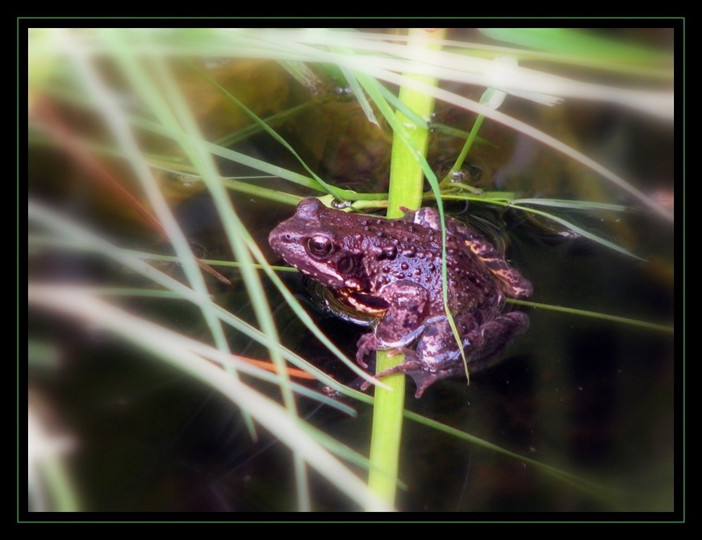 FROGGY MA GRENOUILLE