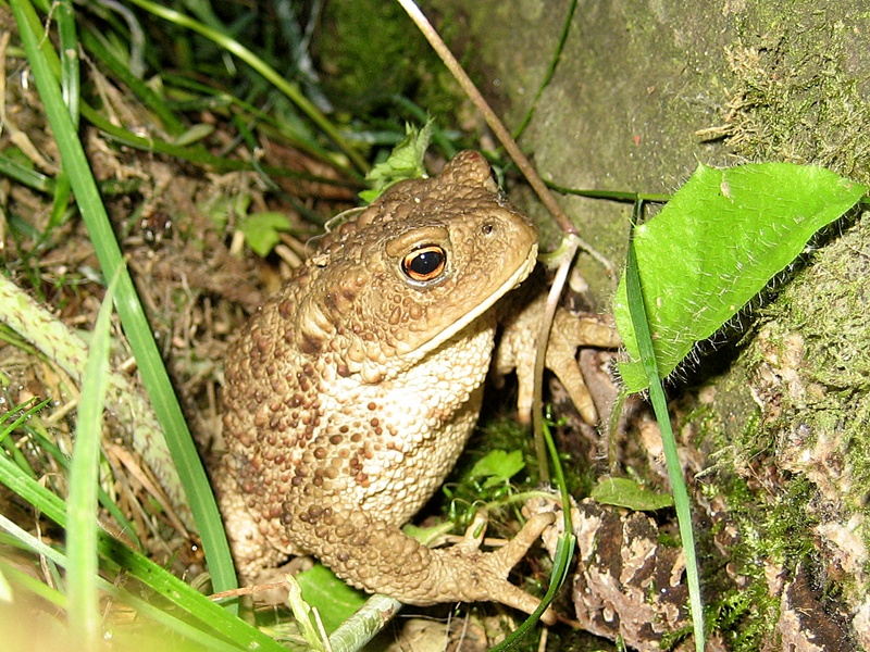 Froggy visiting