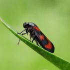 Froghopper