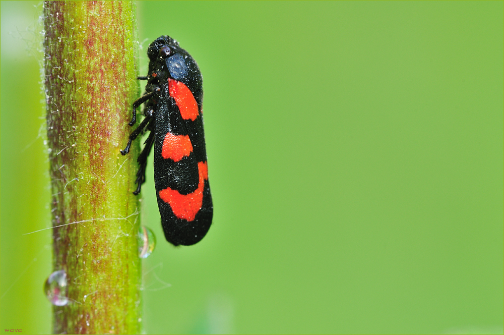 froghopper