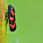 froghopper