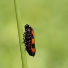 Froghopper