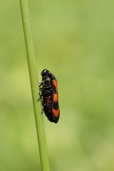 Froghopper