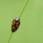 Froghopper