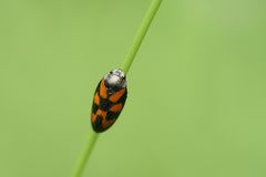 Froghopper