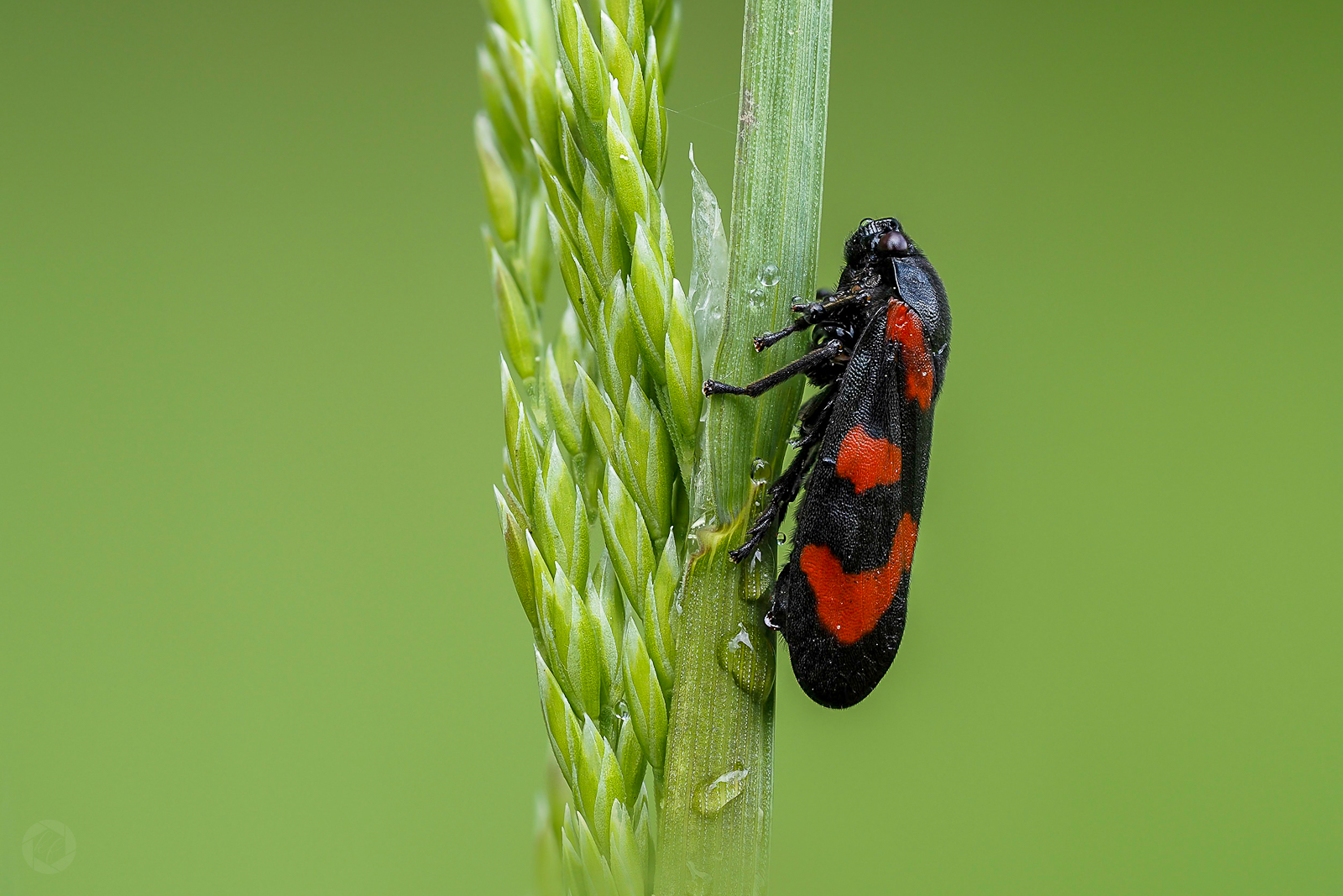 froghopper