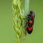 froghopper