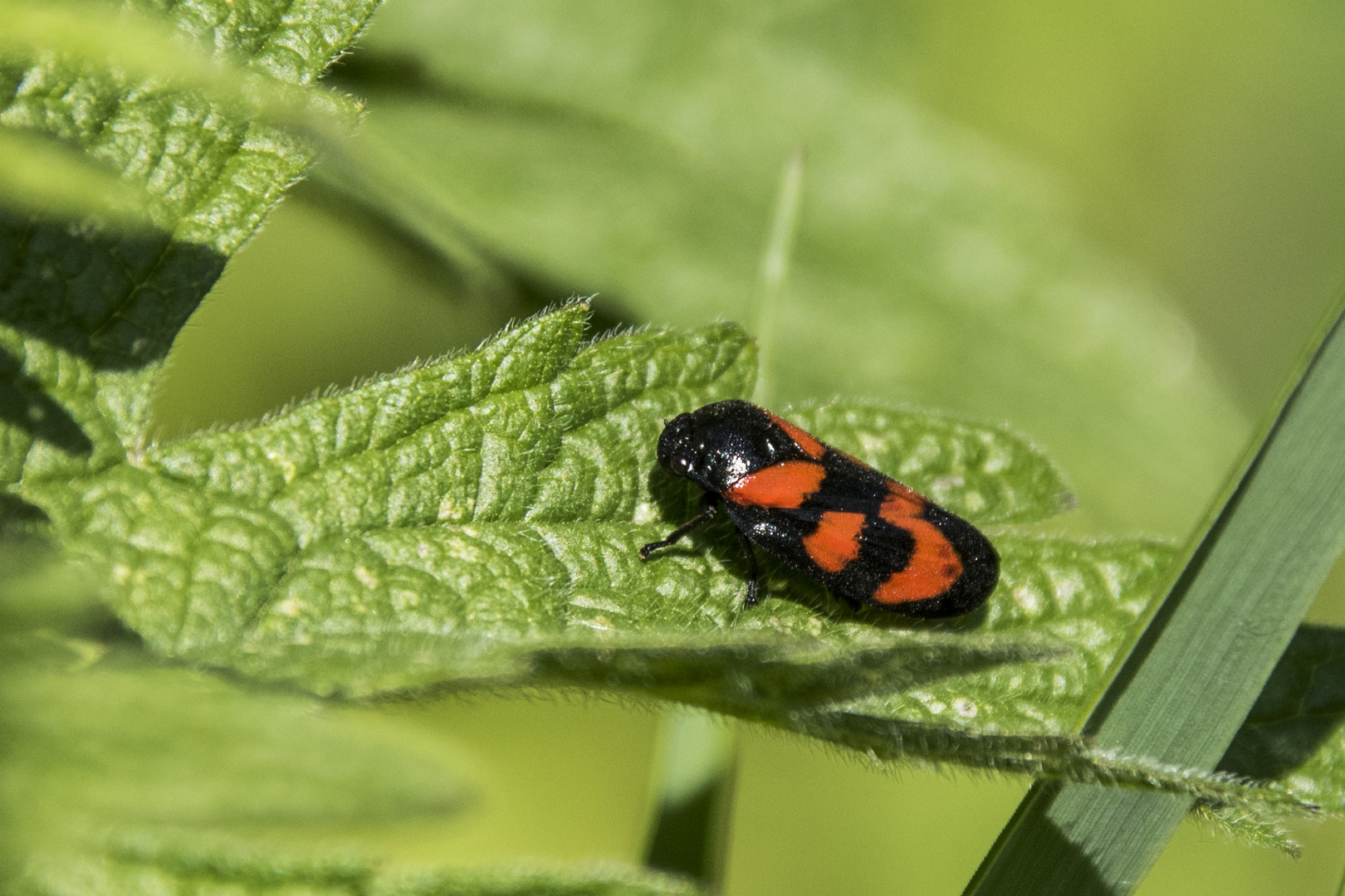 froghoppers