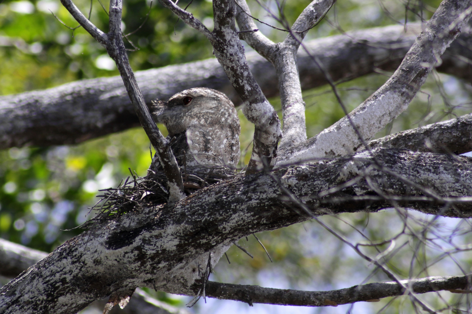 frogmouth