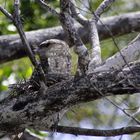 frogmouth