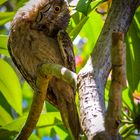 Frogmouth