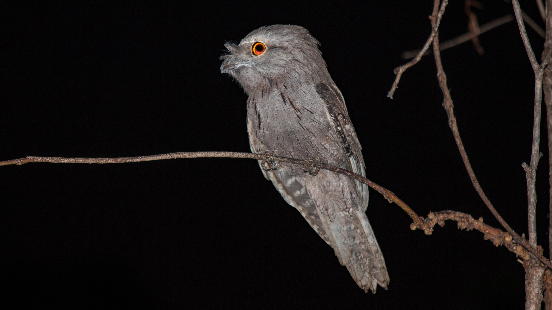 Frogmouth