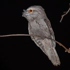 Frogmouth