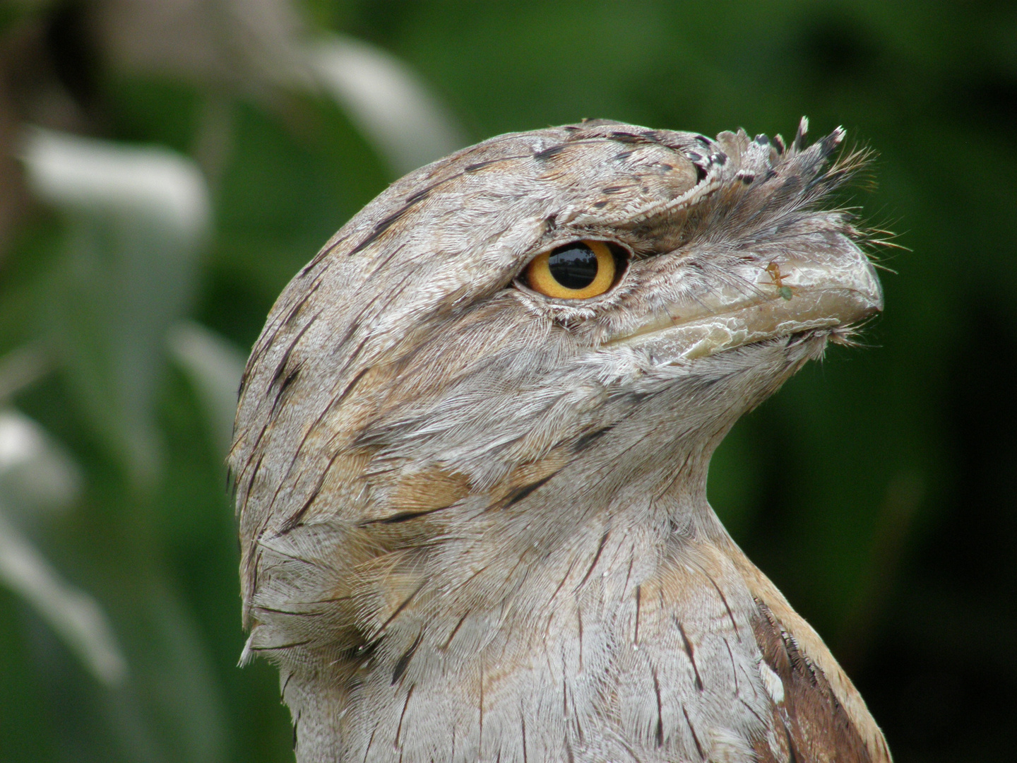 Frogmouth bird.