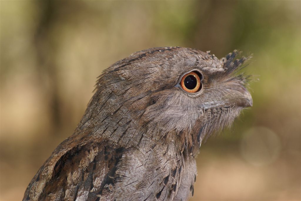 Frogmouth child