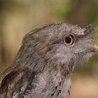 Frogmouth child