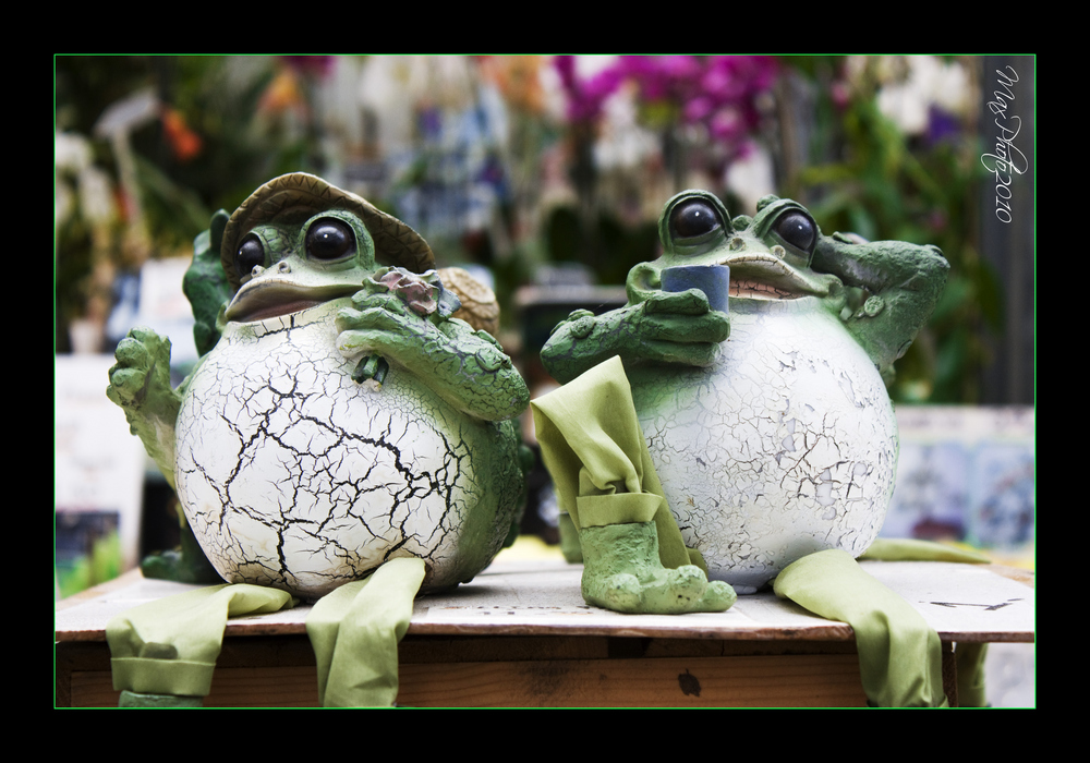 Frogs