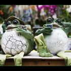 Frogs