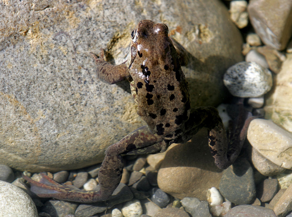 Frogs erstes Sonnenbad