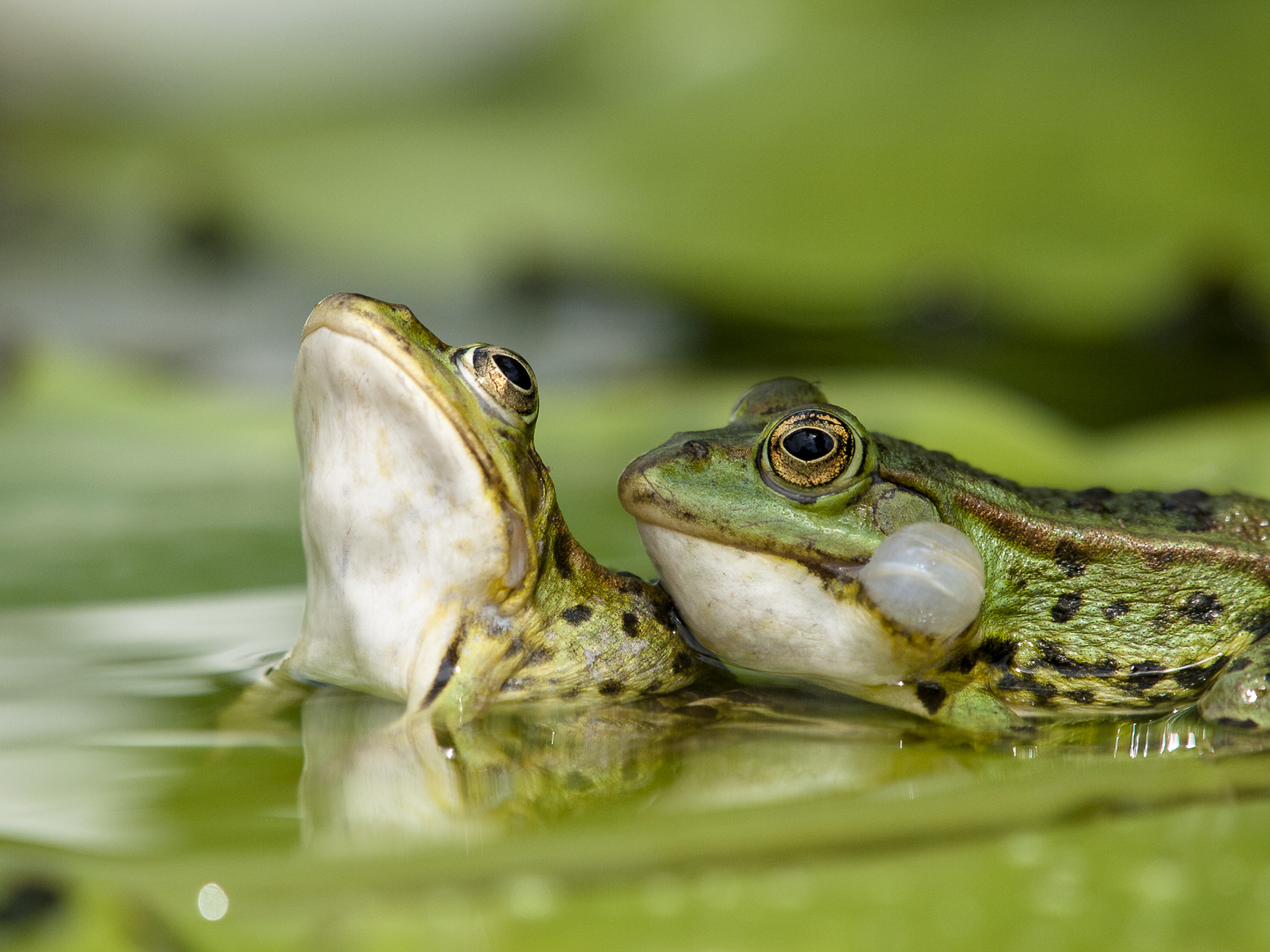 Frogs in harmony