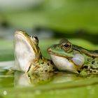 Frogs in harmony