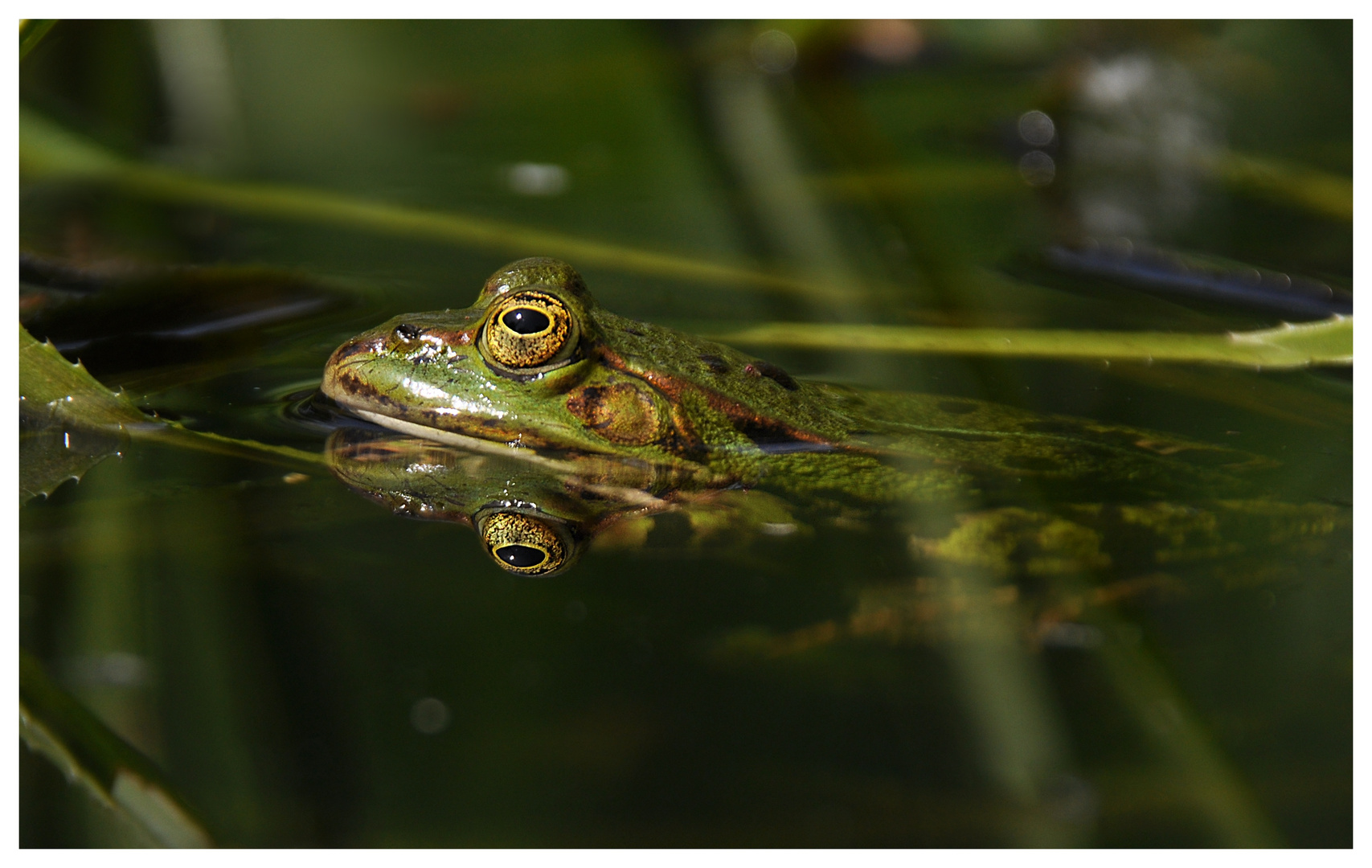 Frogs Paradise