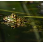 Frogs Paradise