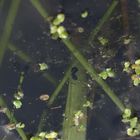 frogspawn/todpole