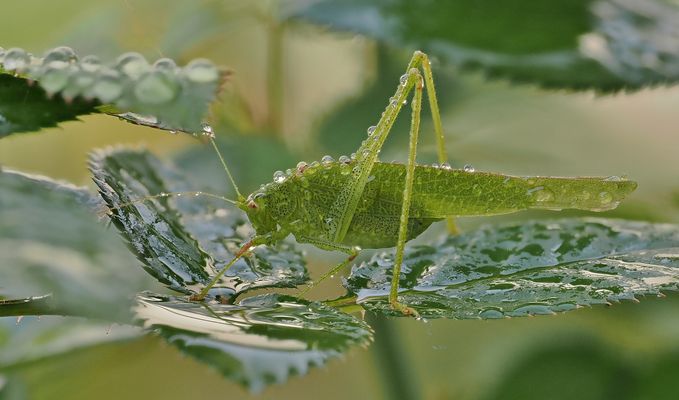 Froh am Morgen wenn der Nebel liegt