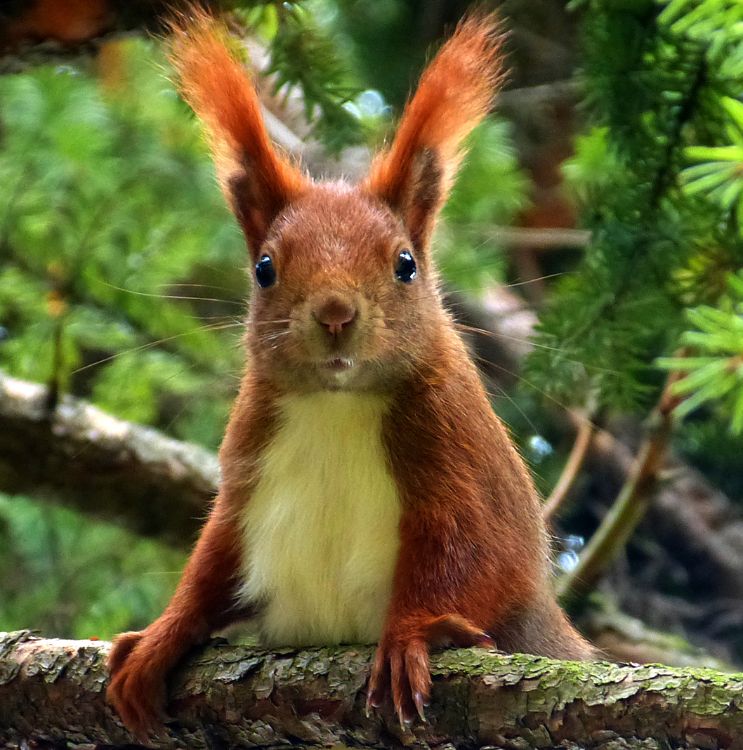 Frohe - Eichhörnchen - Ostern :-) Foto & Bild | eichhörnchen, natur