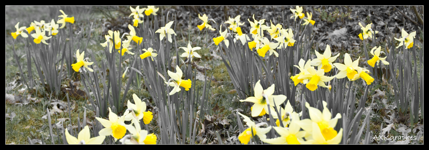 Frohe gelbe Ostern euch allen!