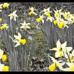 Frohe gelbe Ostern euch allen!